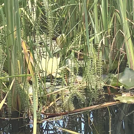 Haus Gruna Nyaraló Golmbach