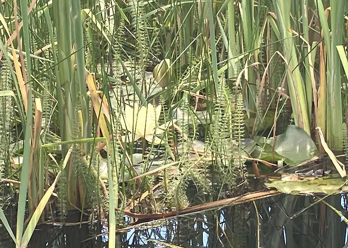 Haus Gruna Casa de Férias Golmbach